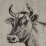 Drawing of a cow's head
